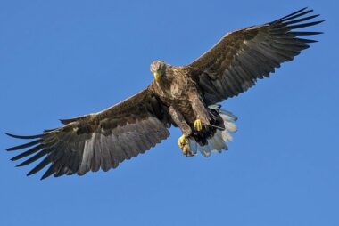 El águila engañada (audacia, Magnanimidad Pusilanimidad)