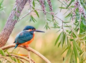 kingfisher-3159334_640