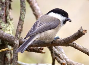 marsh-tit-1829959_640