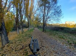 otoño arboles 3