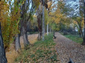 otoño arboles 4