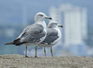 seagulls-gfbd9fcc2a_640